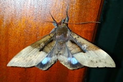 Ischyja
