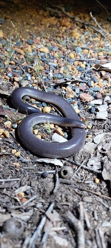 Rotund Blind Snake sighting