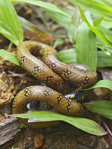 Nilgiri Uropeltis