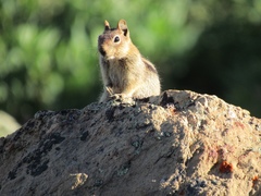 Callospermophilus lateralis trinitatus
