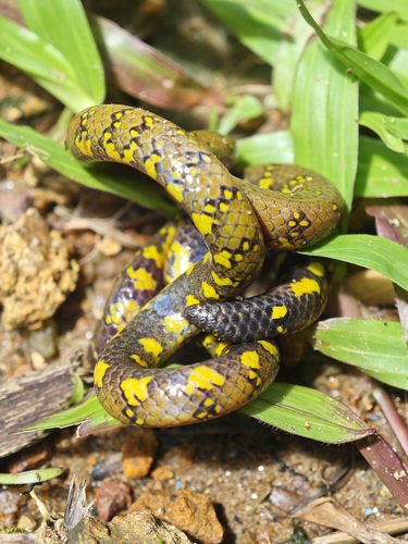 Nilgiri Uropeltis