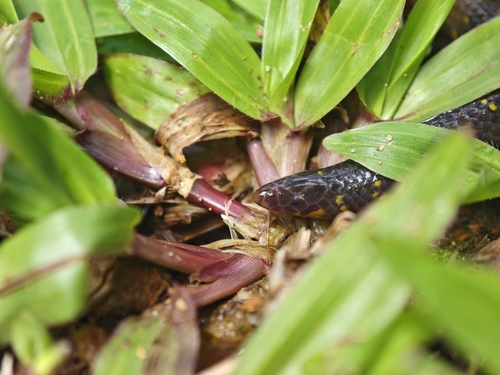 Nilgiri Uropeltis