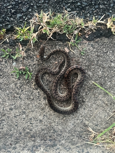 Spotted Python sighting