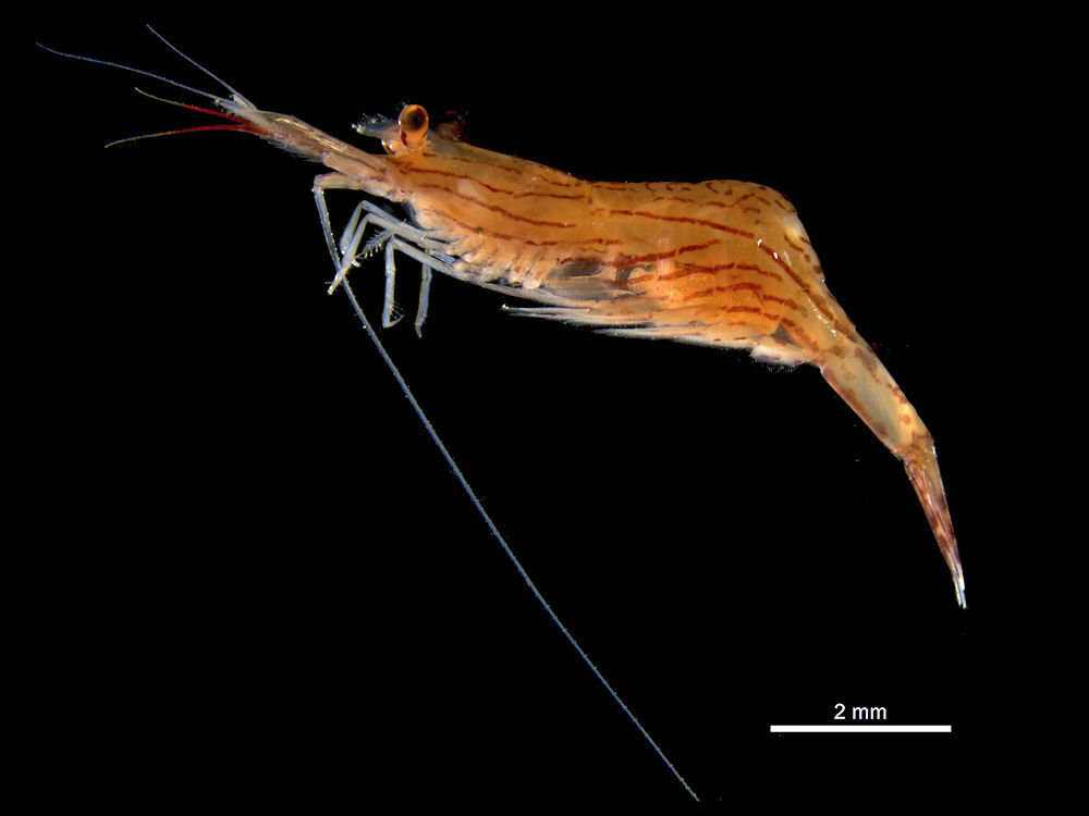 Hippolyte palliola