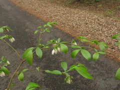 Vaccinium virgatum