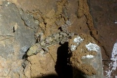 Hemidactylus depressus