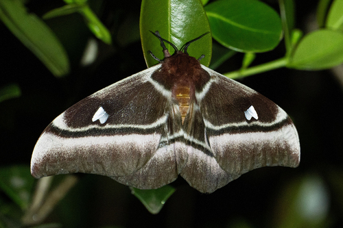Madagascan emperor moth