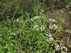 Valerianella longiflora