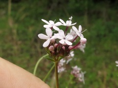Valerianella longiflora