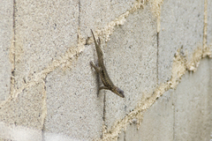 Tropidurus torquatus