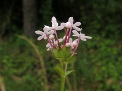 Valerianella longiflora
