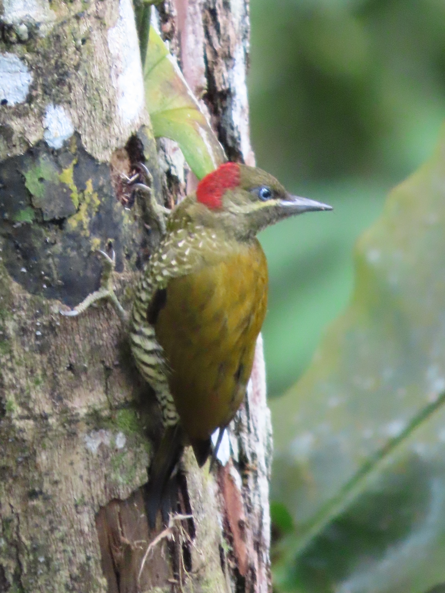 Stripe-cheeked Woodpecker (Piculus callopterus), photo 4