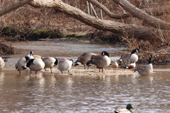 Branta canadensis canadensis