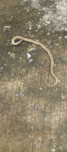 Angel's Kukri Snake