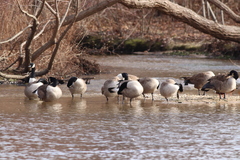 Branta canadensis canadensis