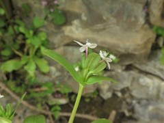 Valerianella ozarkana