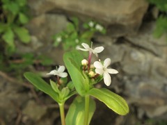 Valerianella ozarkana