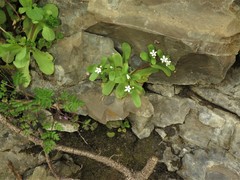 Valerianella ozarkana