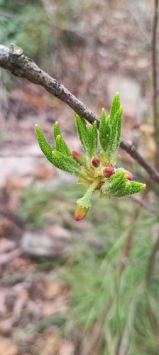 minniebush (Rhododendron pilosum)
