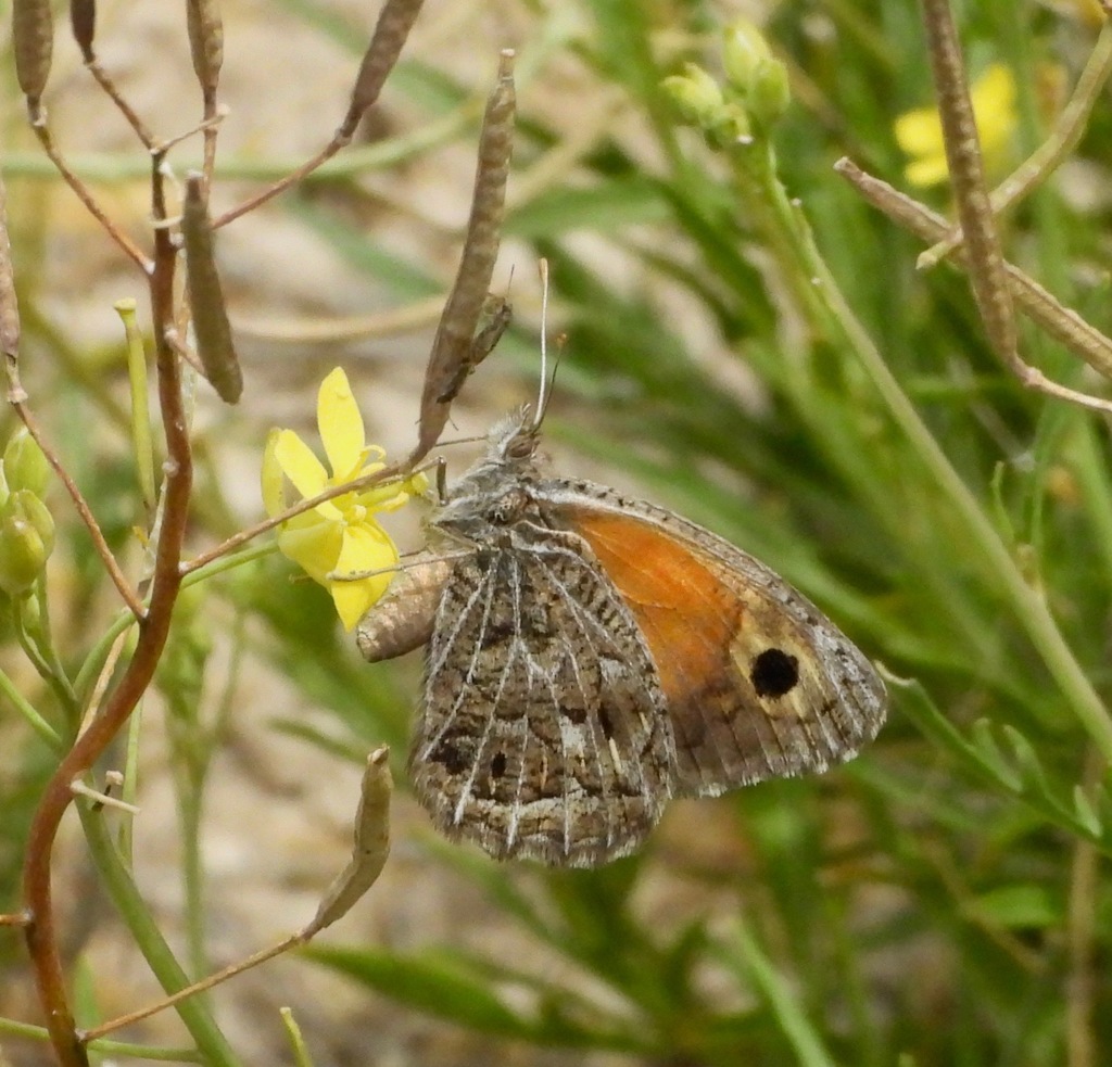 Argyrophorus