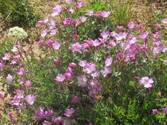 Epilobium obcordatum