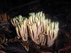 Ramaria apiculata