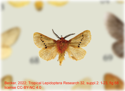 Thoscora rubrivena