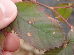 Phragmidium violaceum