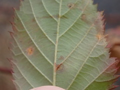 Phragmidium violaceum