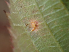 Phragmidium violaceum