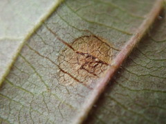 Phragmidium violaceum