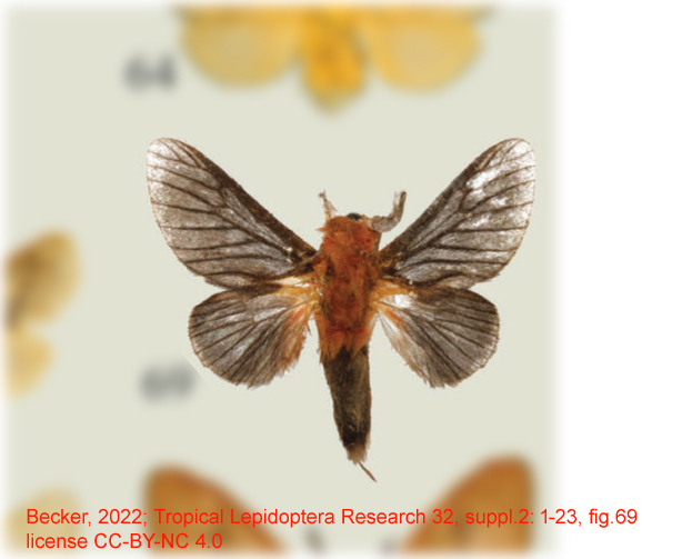 Thoscora aterrima