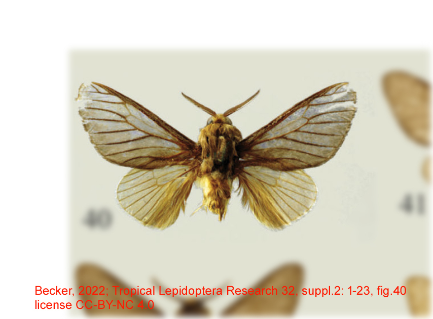 Thoscora omayena
