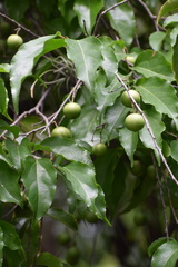 Flacourtia indica