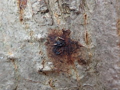 Phytophthora cactorum