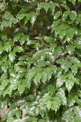 Flacourtia indica