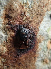 Phytophthora cactorum