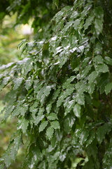 Flacourtia indica