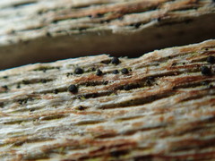 Splanchnonema platani