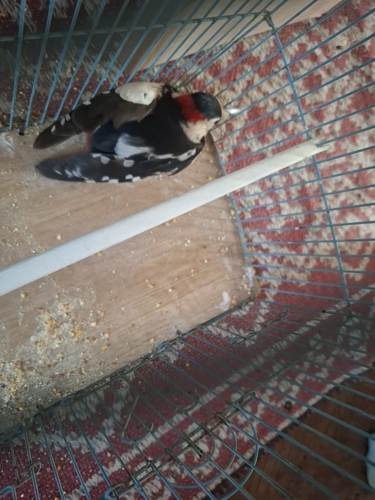 Syrian Woodpecker