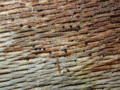 Splanchnonema platani