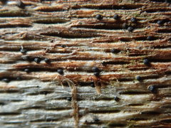 Splanchnonema platani