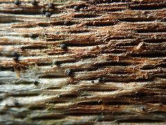 Splanchnonema platani