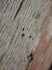 Splanchnonema platani