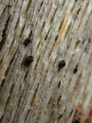 Splanchnonema platani