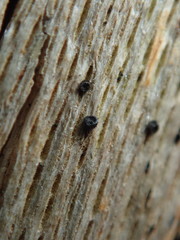 Splanchnonema platani