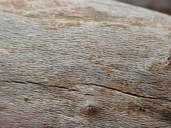 Splanchnonema platani