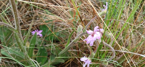 Senecio speciosus, photograph 6