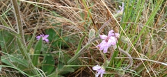 Senecio speciosus, photograph author not stated, no rights reserved
