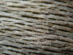 Splanchnonema platani